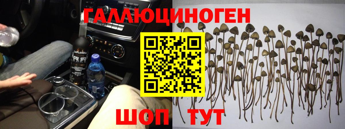 Галлюциногенные грибы Psilocybe  Псилоцибиновые грибы прущие грибы  Вход с VPN  Сафоново 
